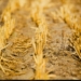 Extreme heat: A growing threat to Southern Africa’s food and health