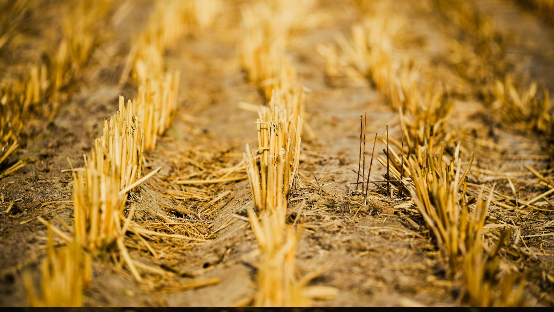 Extreme heat: A growing threat to Southern Africa’s food and health