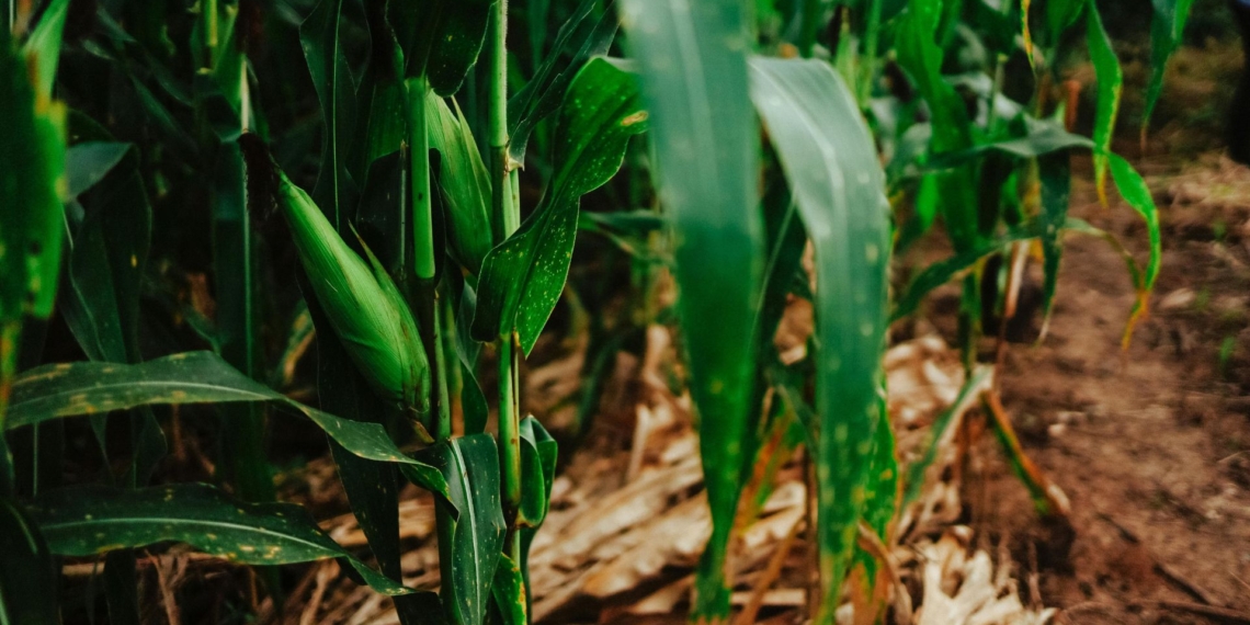 Goss’s wilt is increasingly present in South Africa’s maize-growing regions. In the absence of registered chemical control options, management relies on early field scouting, strict biosecurity measures, the use of certified resistant hybrid seed, and reporting suspected cases to the department of agriculture and Grain SA. Photo: Pexels