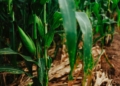 Goss’s Wilt: What to look for and what to do