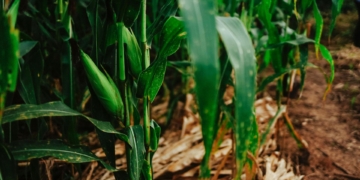 Goss’s wilt is increasingly present in South Africa’s maize-growing regions. In the absence of registered chemical control options, management relies on early field scouting, strict biosecurity measures, the use of certified resistant hybrid seed, and reporting suspected cases to the department of agriculture and Grain SA. Photo: Pexels