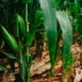 Goss’s Wilt: What to look for and what to do