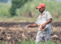 African farmers face fertiliser fallout from Gulf conflict