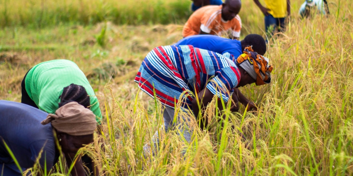 Launched in Ghana, the ANH-ARC seeks to transform how agricultural, nutrition and health research shapes policy and practice in Africa. Photo: Pexels
