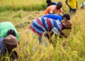 New platform launched to strengthen African food policy
