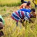 New platform launched to strengthen African food policy