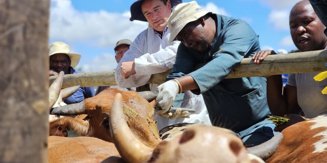 The Gauteng High Court has ruled on the foot-and-mouth disease (FMD) vaccine crisis. Photo: Supplied/Food For Mzansi