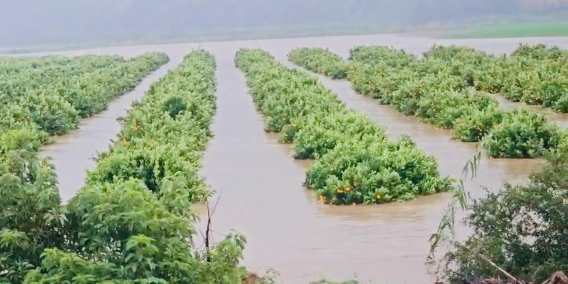 Local citrus farmers estimate losses of millions as export-grade fruit is rendered unsellable by floodwaters. Photo: Supplied/ Food For Mzansi