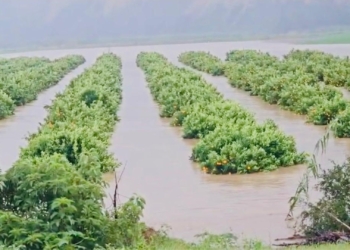 Citrus farmers count losses as floods drown export hopes