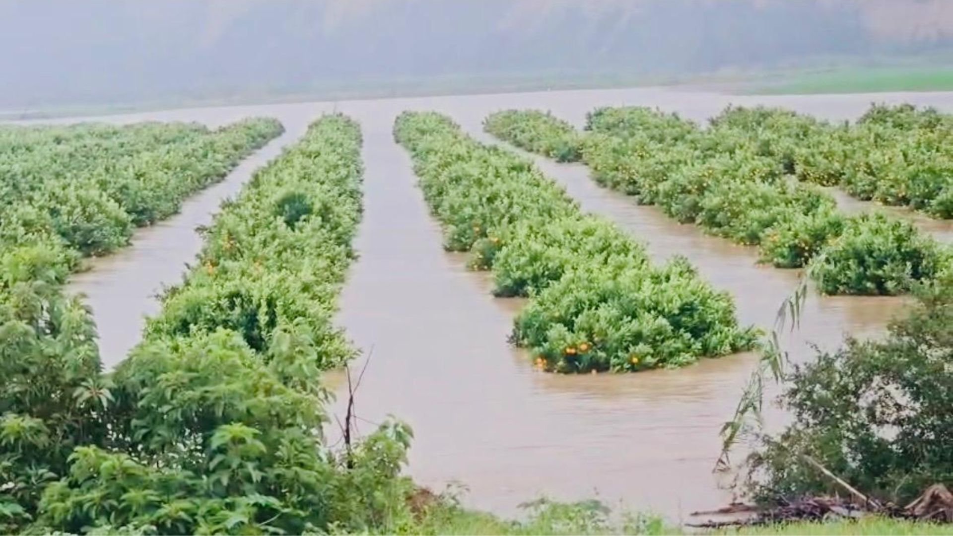 Citrus farmers count losses as floods drown export hopes 
