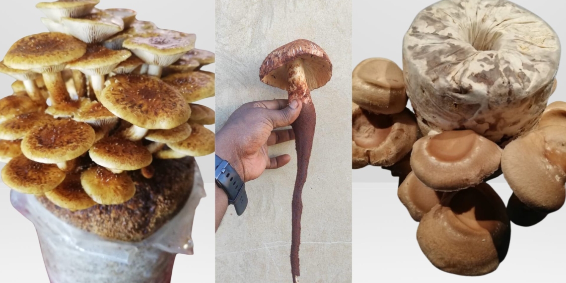In Mzansi, demand for mushrooms continues to rise, especially in retail, restaurants, and health-conscious markets. Photos: Wild Plum Growers