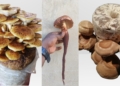 Start small, grow big: Tap into Mzansi’s mushroom market