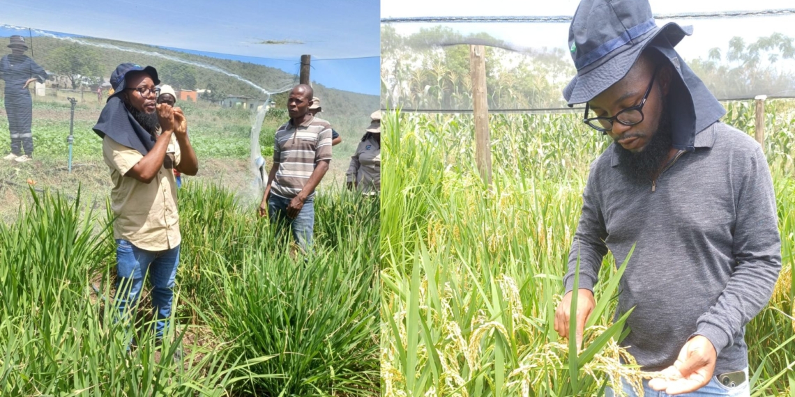 Timmy Baloyi’s curiosity led him to biotechnology, where he now develops high-performing crops for SA farmers as a plant breeder at the ARC. Photos: Supplied/Food For Mzansi