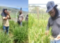Baloyi’s mission: Designing ‘perfect plant babies’ for SA’s farmers