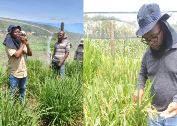 Baloyi’s mission: Designing ‘perfect plant babies’ for SA’s farmers