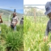 Baloyi’s mission: Designing ‘perfect plant babies’ for SA’s farmers