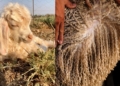 Diamond fibre: How Angora farmers can crack the mohair market
