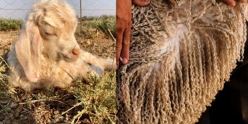 Diamond fibre: How Angora farmers can crack the mohair market