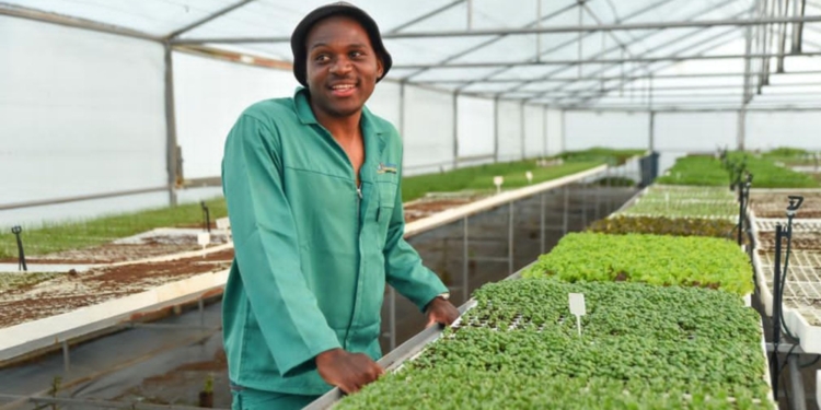 For Phetole Raseropo, a childhood hustle selling avocados blossomed into a degree in botany and a thriving agribusiness. Photo: P agricultural group