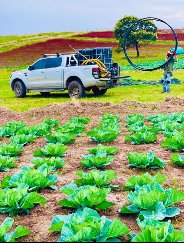 At Nandi Farm, Nomachule Sigcau works alongside trainees as the soil-to-pharmacy model takes shape, blending skills development with production on the ground. Photo: Supplied/Food For Mzansi