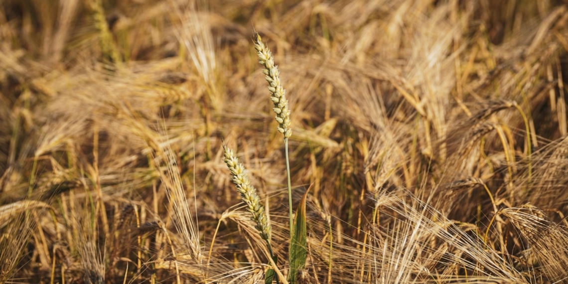 South Africa is bracing for a dry winter and a potential super El Niño. With Western Cape dam levels currently at 46%, the pressure is on for the country's winter wheat and canola farmers. Photo: Susanne Jutzeler/Pexels