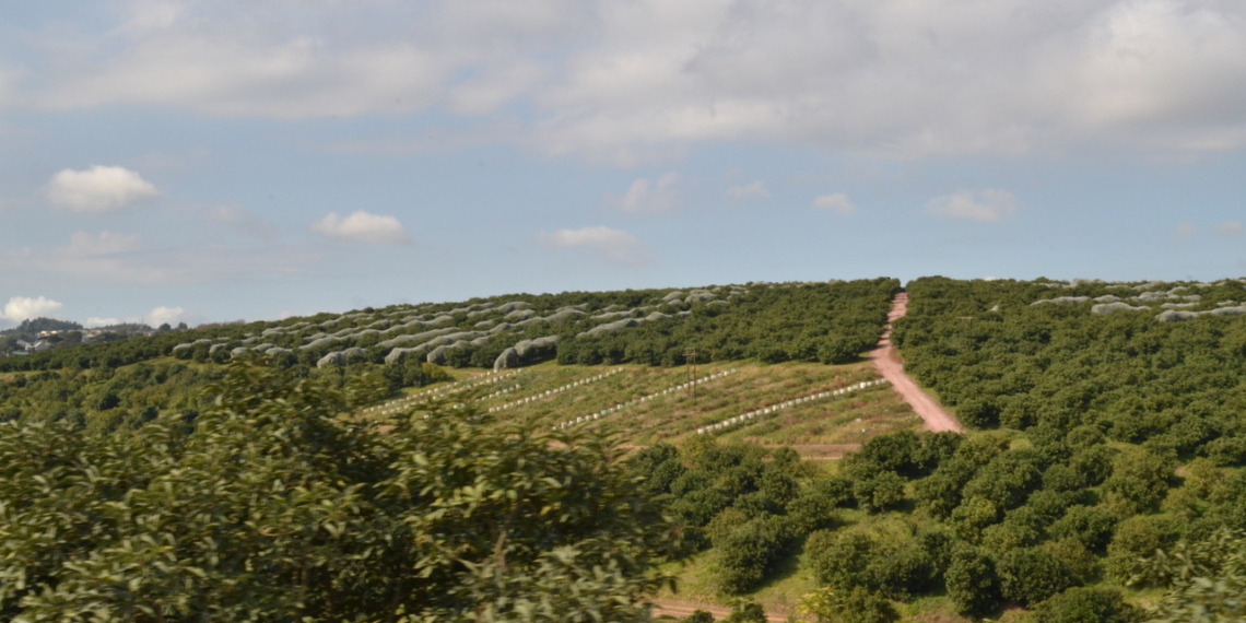 Emseni Farming in KwaZulu-Natal is using sustainable avocado cultivation and community training programs to fight food insecurity and empower emerging rural farmers. Photo: Gerda Potgieter