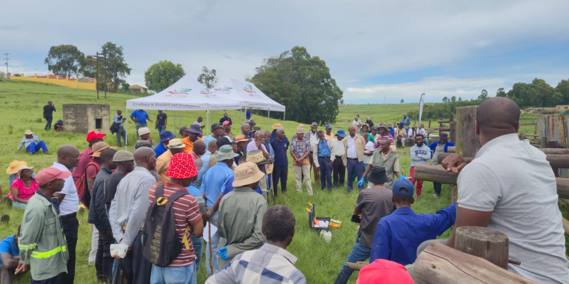 The Agricultural Research Council (ARC) hosted an information and demonstration day at the Harry Gwala District, KwaZulu-Natal. Farmers get a practical session at the Nkwezela Dip Tank. Photo: ARC