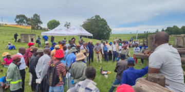 ARC drives livestock success with Cattle Betterment Programme