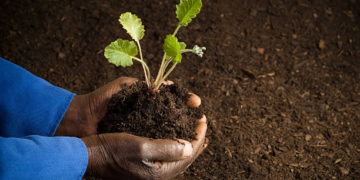 Land Bank says its discussions with National Treasury are focused on refinancing and long-term sustainability rather than a bailout, amid ongoing efforts to strengthen its funding and capital position. Photo: Supplied/Food For Mzansi