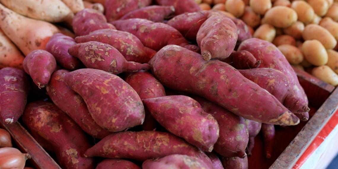 Root and tuber crops are vital for South Africa's food security, but keeping them healthy underground is a major challenge. Photo: Matheus Bertelli/Pexels