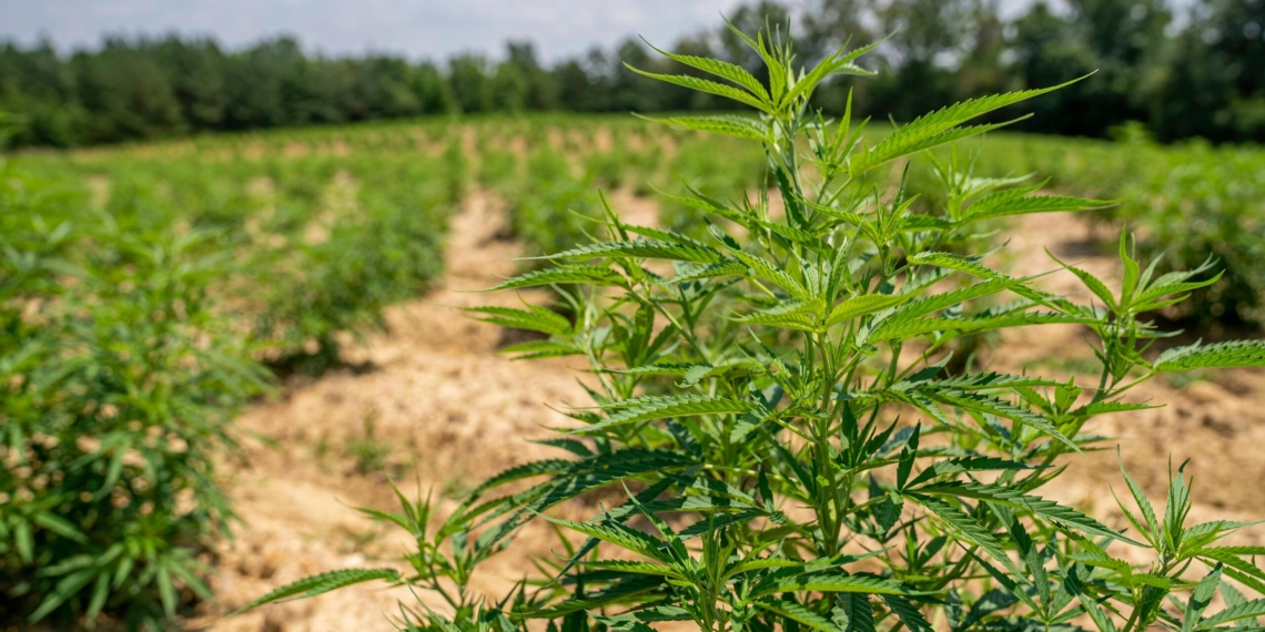 Farmers in KwaZulu-Natal link cannabis production to generations of income, but also trauma, arrests, and violence. ARC economists say meaningful hemp policy must address mistrust and protect rural livelihoods first. Photo: Mark Stebnicki/Pexels.com