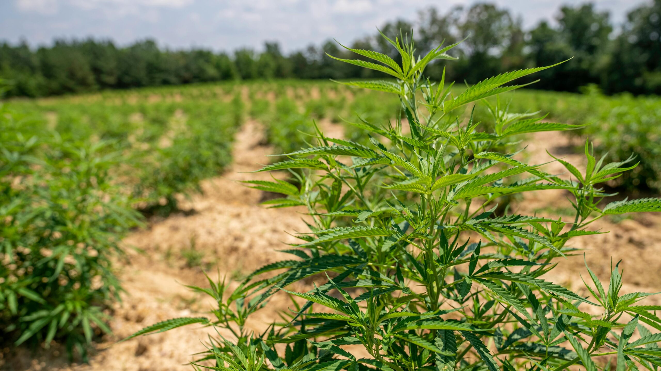 Why KwaZulu-Natal farmers are rejecting hemp