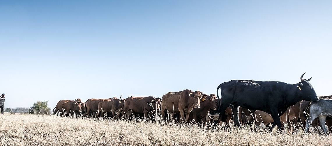 South Africa doesn’t have a national animal traceability system in place. Photo: Deon TerBlanche/Wikimedia Commons