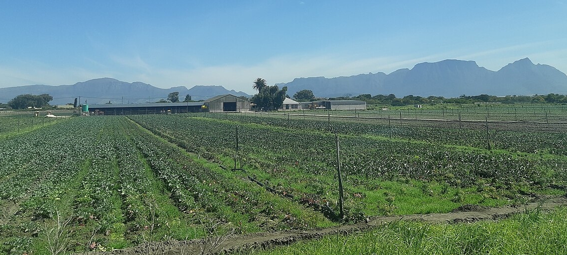 A view of the Philippi Agricultural area in Cape Town, South Africa. Photo: Wikimedia Commons