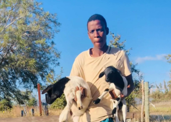 Limpopo youth grows grain business from social grant savings