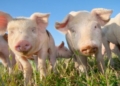 This week’s agri events: 08 – 12 June
