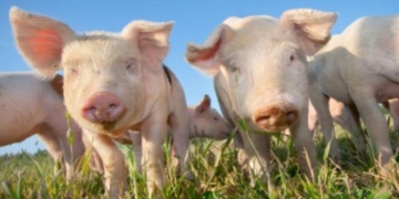 This week’s agri events: 08 – 12 June
