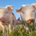 This week’s agri events: 08 – 12 June