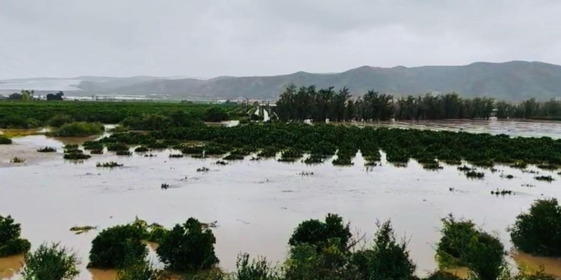 Citrus trees in the Eastern Cape barely visible as floodwaters swallow the orchards. Photo: Supplied/ Food For Mzansi
