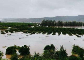 CGA warns of lower citrus exports after devastating storms