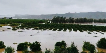 CGA warns of lower citrus exports after devastating storms