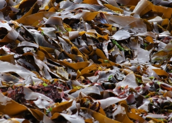 How seaweed biotechnology boosts crop yields naturally