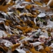 How seaweed biotechnology boosts crop yields naturally