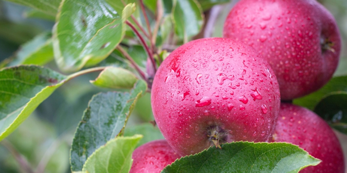 Flash Gala growers achieved a breakthrough 2025 season, with improved orchard maturity, stronger quality management and premium pack-out rates driving a 53% increase in premium fruit volumes and positioning the variety for continued growth in global markets. Photo: Tru-Cape