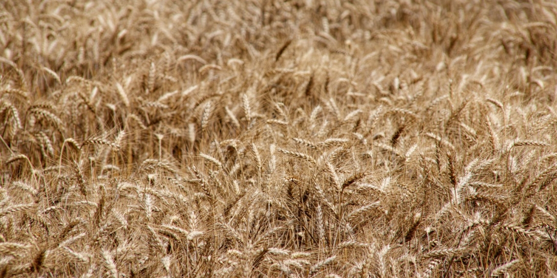 After a 19-month investigation, the International Trade Administration Commission of South Africa (ITAC) has concluded its review of the wheat import tariff system. Photo: Pexels