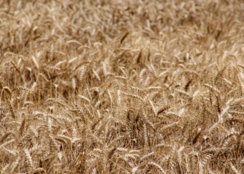 ‘Severe blow’: Industry hit hard by unchanged wheat tariff