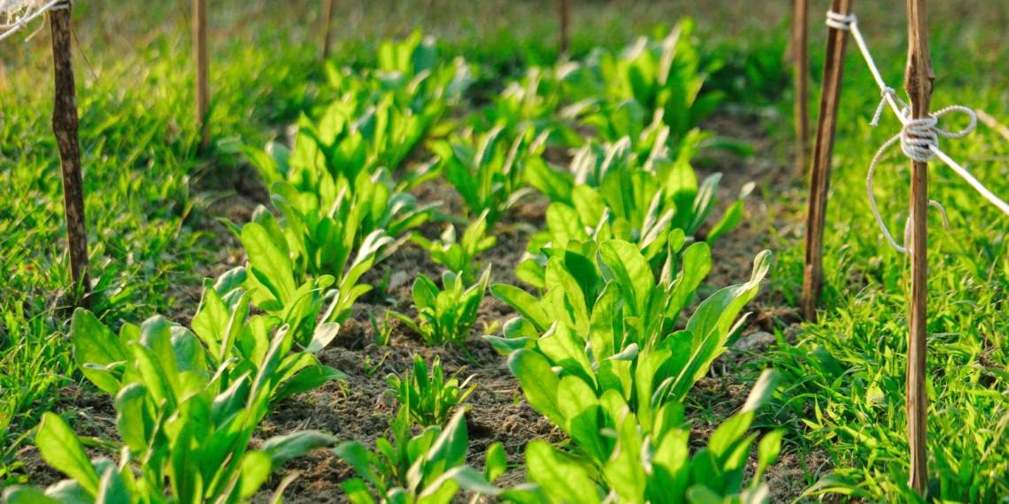 Learn how organic certification works, from the eight-step audit process to affordable group certification. Photo: Pexels