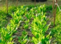 Learn how organic certification works, from the eight-step audit process to affordable group certification. Photo: Pexels