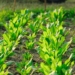 Organic certification: A gateway to premium markets