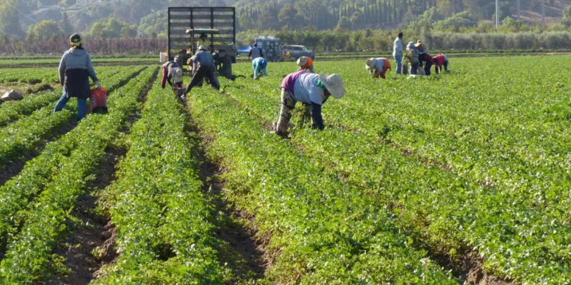Foreign farmworkers and farmers warn that rising immigration tensions and labour uncertainty could disrupt South Africa's agricultural sector and food production. Photo: Pexels